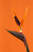 BIRD OF PARADISE (STRELITZIA REGINAE)ALSO KNOWN AS CRANE FLOWER, BIRD'S TONGUE FLOWER