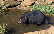 Animal, animals, marsupial, marsupials, australian mammal, australian mammals, mammals, Mammal, carnivore, carnivores, carnivorous, carnivorous marsupial, carnivorous marsupials, devil, devils, Tasmanian, Tasmanian Devil, tasmanian Devils.