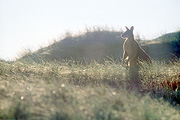 Animal, Animals, Australia, Australian, Australian animal, Australian animals, macropod, macropods, macropus, mammal, mammals, marsupial, marsupials, wallabia, kangaroo, kangaroos, wallaby, wallabies, agile, agile wallaby, agile wallabies, macropus, agilis, macropus agilis.
