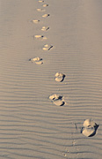 Australia, Beach, Beaches, coast, coasts, coastal, coastline, coastlines, sand, footprint, footprints.