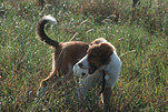 Animal, Animals, dog, dogs, mammal, mammals, placental mammal, placental mammals, carnivore, carnivores, pet, pets, puppy, puppies, young animal, young animals, baby animal, baby animals, cute animal, cute animals, domestic animal, domestic animals, domestic dog, domestic dogs, ball, balls, grass, Australia, Sport pictures, Sports, balloon images, hot air balloons