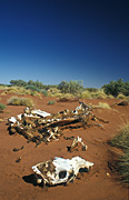 Australia, Australian, Australian desert, Australian deserts, desert, deserts, drought, drought scene, drought scenes, climate, weather, Animal, Animals, skull, skulls, bone, bones, carcass, carcasses, Camel, Camels, camelidae, hoofed mammal, hoofed mammals, dead animal, dead, dead animals, gibson, Gibson Desert, Western Australia, disasters, natural disasters, australia.