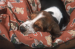 Animal, Animals, dog, dogs, mammal, mammals, placental mammal, placental mammals, carnivore, carnivores, pet, pets, puppy, puppies, young animal, young animals, baby animal, baby animals, cute animal, cute animals, domestic animal, domestic animals, domestic dog, domestic dogs, bassett, bassetts, bassett hound, bassett hounds, basset, bassets, basset hound, basset hounds, sleep, sleeps, sleeping, dog sleeping, dogs sleeping, sleeping dog, sleeping dogs, Australia, Sport pictures, Sports, balloon images, hot air balloons
