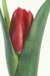 Flower, flowers, flower arrangements, cut flowers, floral arrangements, tulip, tulips, tulipa, red, red flower, red flowers, Daisy Jane,