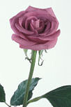 Flower, flowers, cut flowers, rose, roses, rosa, rose, mauve, purple, mauve roses, mauve rose, Daisy Jane,