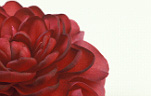 Flower, flowers, flower arrangements, cut flowers, floral arrangements, Camellia, Camellias, Roger Hall, japonica, camellia japonica, camellia japonicas, red, red flower, red flowers, Daisy Jane,