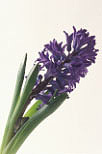 Flower, flowers, floral arrangements, cut flowers, hyacinth, hyacinths, hyacinthus, purple flower, purple flowers, purple hyacinth, purple hyacinths, liliaceae, Daisy Jane,