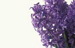 Flower, flowers, floral arrangements, cut flowers, hyacinth, hyacinths, hyacinthus, purple flower, purple flowers, purple hyacinth, purple hyacinths, liliaceae, Daisy Jane,