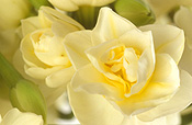 Flower, flowers, floral arrangements, cut flowers, narcissus, jonquil, jonquils, yellow, yellow flower, yellow flowers, spring, spring flower, spring flowers, springtime, spring time, Daisy Jane,