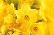 Flower, flowers, cut flowers, narcissus, jonquil, jonquils, yellow, yellow flower, yellow flowers, spring, spring flower, spring flowers, springtime, spring time, Daisy Jane,