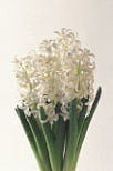 Flower, flowers, floral arrangements, cut flowers, hyacinth, hyacinths, hyacinthus, white hyacinth, white hyacinths, white, white flower, white flowers, liliaceae, Daisy Jane,