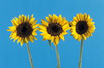 Sunflowers, Photos of Sunflowers, Flowers growing, Helianthus annuus, Yellow flowers, Garden flowers, Floral images, Flower pictures, Nature.