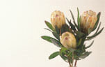 Flower, flowers, cut flowers, floral arrangements, protea, proteas, protea nerifolia, neriifolia, oleander leafed, oleander leafed protea, oleander leafed proteas, Daisy Jane,