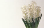 Flower, flowers, cut flowers, flower arrangements, floral arrangements, hyacinth, hyacinths, hyacinthus, Daisy Jane, white, white flower, white flowers, liliaceae,