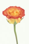 Flower, flowers, orange, orange flower, orange flowers, orange rose, orange roses, cut flower, single flower, single flowers, cut flowers, flower arrangements, floral arrangements, rose, roses, rosa, Daisy Jane,