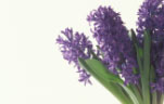 Flower, flowers, blue flower, blue flowers, CUT FLOWER, cut flowers, flower arrangements, floral arrangements, hyacinth, hyacinths, hyacinthus, liliaceae, Daisy Jane,