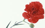 Flower, flowers, cut flower, cut flowers, flower arrangements, floral arrangements, carnation, carnations, red carnation, red carnations, red flower, red flowers, dianthus, Daisy Jane,