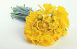 Flower, flowers, yellow, yellow flower, yellow flowers, cut flowers, flower arrangements, floral arrangements, daffodil, daffodils, narcissus, bunches, spring, spring flower, spring flowers, springtime, spring time, Daisy Jane,