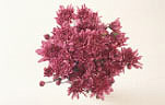 Flower, flowers, cut flowers, flower arrangements, floral arrangements, chrysanthemums, bunches, bouquets, Daisy Jane,