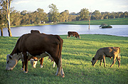 Farming, Farmland, farm, farms, animal, animals, cattle, meat industry, meat trade, cow, cows, livestock, agriculture, grazing, Australia, New South Wales, hawkesbury, hawkesbury area, hawkesbury region, hawkesbury district, Hawkesbury, Hawkesbury Valley, NSW, New South Wales, Australia, rural, rural scene, rural scenes, dam, dams, water, water storage.