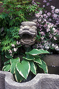 DRAGON'S HEAD WATERFEATURE WITH HOSTA PLANT IN THE FOREGROUND