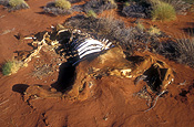 Australia, Australian, Australian desert, Australian deserts, climate, weather, drought, drought scenes, desert, gibson, australia, deserts, desert scenes, gibson desert, dead animals, Animal, Animals, Camel, Camels, camelidae, hoofed mammal, hoofed mammals, bones, western australia, disasters, natural disasters, australia, WA, dead animal, dead.