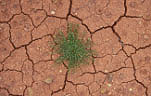 Climate, weather, drought, drought scenes, mud, cracked, dried mud, cracked mud, disaster, disasters, natural, natural disaster, natural disasters, crack, cracks, cracked, cracking, australia.