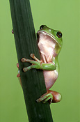 Australia, australian, frog, frogs, green tree frog, frogs, amphibians, amphibia, tree frog, tree frogs, green tree frogs, litoria, litoria caerulea, caerulea.