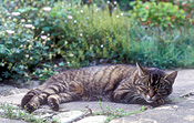 Animal, animals, felis, felis catus, feline, felines, mammal, mammals, placental mammal, placental mammals, cat, cats, carnivore, carnivores, carnivora, felidae, pet, pets, domestic animal, domestic animals, domestic cat, domestic cats.