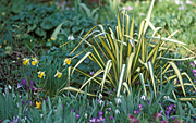 VARIEGATED YUCCA, DAFFODILS, SNOWDROPS AND CROCUSES GROWING IN GARDEN BED