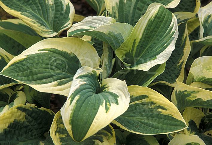 stock photo image: Hostas, hosta, Wide brim, variegated, variegated hosta, variegated hostas, perennial, perennials, herbaceous, shade, shade plant, shade plants.