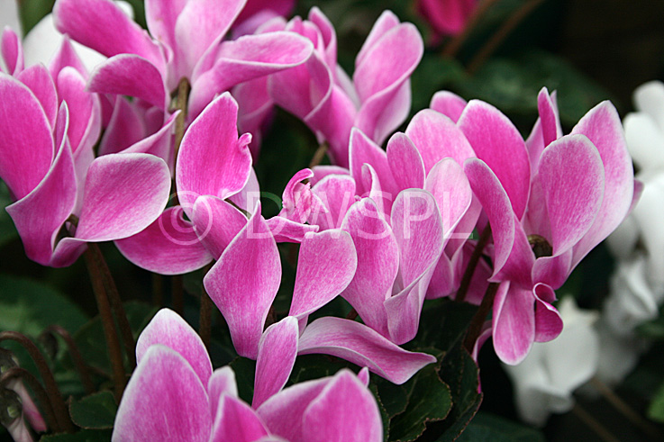 stock photo image: Flower, flowers, cyclamen, cyclamens, cyclamen persicum, persicum, pink, pink flower, pink flowers.