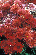 CHRYSANTHEMUM 'BRAVO'