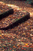 Autumn, Autumn leaves, leaf, leaves, autumn foliage, autumn tones, garden, gardens, step, steps, garden step, garden steps, blue mountains, great dividing range, autumn scene, autumn scenes.