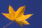 Australia, Autumn, Autumn leaves, leaf, leaves, autumn foliage, autumn tones, autumn scene, autumn scenes, autumn foliage.