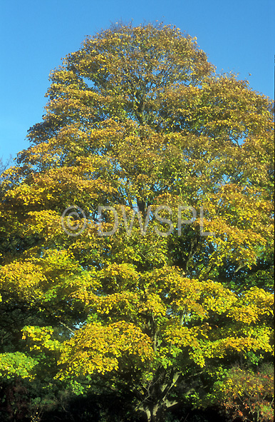 maple tree australia australian maple tree maple tree australia australian maple tree