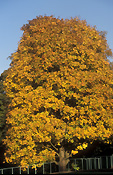 ACER X DIECKII IN AUTUMN TONES, ENGLAND