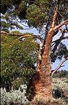 SALMON GUM (EUCALYPTUS SALMONPHLOIA) GOLDFIELDS, WESTERN AUSTRALIA