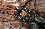 Insect, Insects, fly, flies, tachinid, tachinid fly, tachinid flies, rutilia, bark, tachinidae, diptera.