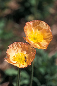 Flower, flowers, papaveraceae, poppy, poppies, papavers, orange, orange flower, orange flowers, iceland, iceland poppy, iceland poppies, papaver nudicaule, nudicaule, papaveraceae, insect, insects, bee, bees.