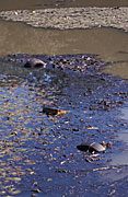 Australia, New South Wales, sydney, Environmental, environmental damage, pollute, pollutes, polluted, waterway, waterways, river, rivers, polluting, pollution, rubbish, polluted, water pollution, polluted water, polluted waterway, polluted waterways, tyre, tyres, rubbish, garbage, littered, litter, litters, littering.