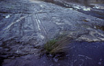 Geology, glaciated rock, glaciated rocks, glaciers.