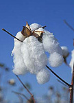 Rural, Rural Scene, Rural Scenes, Farming, Farmland, farm, farms, Agriculture, crop, crops, cotton, cotton crop, cotton crops, cotton farming, cotton industry, cotton field, cotton fields, cotton crop, cotton growing, cotton belt, cotton belts, crops, Louisianna, rural, rural scene, rural scenes.