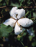 Rural, Rural Scene, Rural Scenes, Farming, Farmland, farm, farms, Agriculture, crop, crops, cotton, cotton crop, cotton crops, cotton farming, cotton industry, cotton field, cotton fields, cotton crop, cotton growing, cotton belt, cotton belts, crops, Louisianna, rural, rural scene, rural scenes.