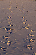 Australia, Beach, Beaches, water, coast, coasts, coastal, coastline, coastlines, footprint, footprints, sand, queensland, qld.