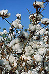 Rural, Rural Scene, Rural Scenes, Farming, Farmland, farm, farms, Crop, Crops, Agriculture, cotton, cotton crop, cotton crops, cotton boll, cotton bolls, boll, bolls, cotton growing, cotton belt, cotton belts, crops.