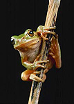 Amphibian, amphibians, frog, frogs, tree frog, tree frogs, green tree frog, green tree frogs, hyla, arborea, hyla arborea.