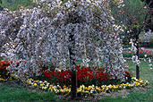 Tree, trees, blossom, spring, Daisy Jane,