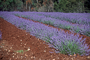 Farming, Farmland, farm, farms, Agriculture, Farm, Farms, Farming, lavender, lavandula, lavandula augustifolia, lavender farm, lavender farms, lavender farming, lavender growers, lavender growing, lavender oil, lavender field, lavender fields, Tassie, Tas, Tasmania, rural, rural scene, rural scenes, farm, farms, Daisy Jane,