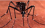 Insect, insects, mozzie, mozzies, mosquito, mosquitos, mosquitoes, diptera, culicidae, skin, human skin.